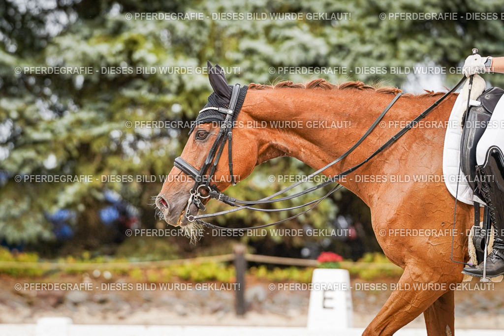 DSC07387 | Pferdegrafie