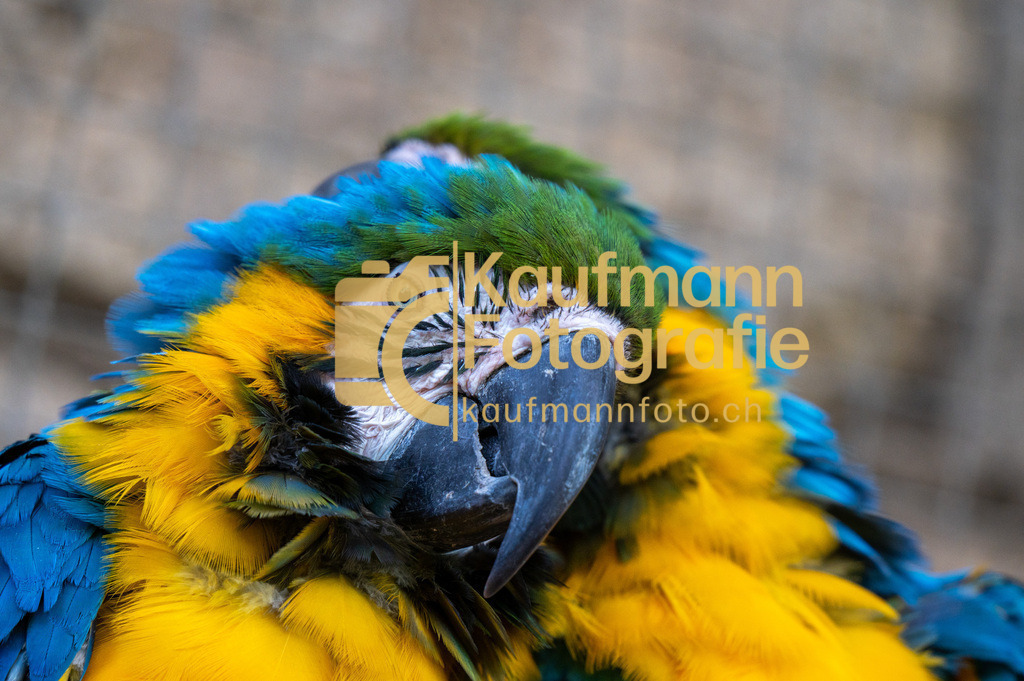 Jungle_Park_def-5187 | kaufmannfoto - Realisiert mit Pictrs.com