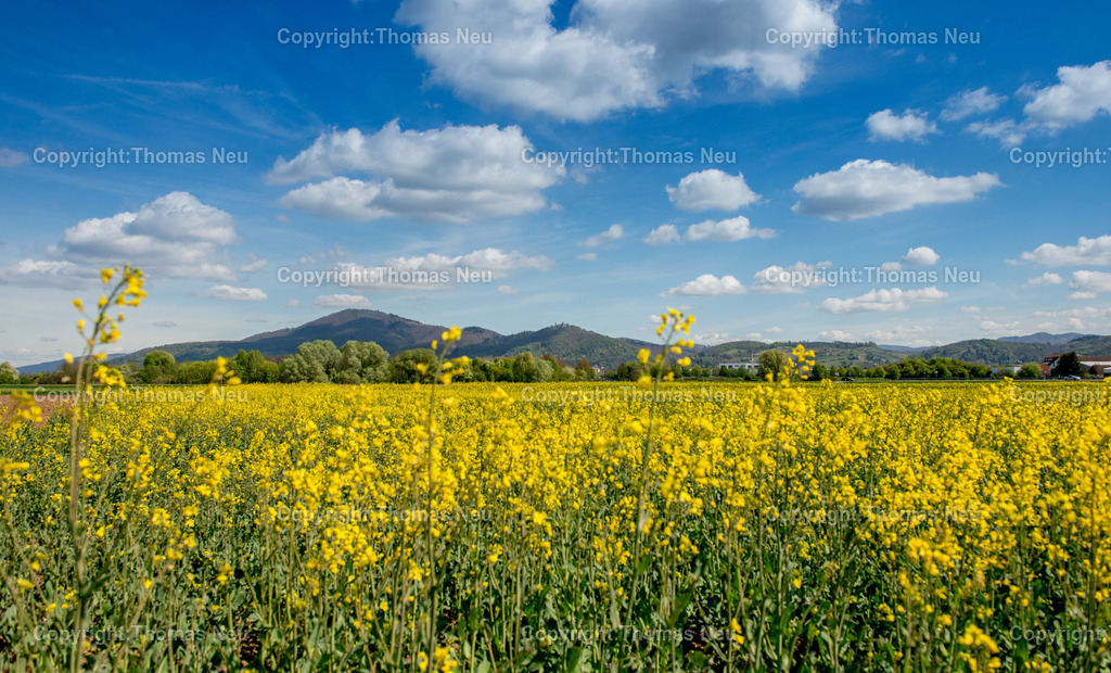 Rapsbluete-bergstrasse-odenwald-fruehling-hessen-Fotografie-Thomas-Neu | Ein leuchtend gelbes Rapsfeld prägt im Frühjahr die Landschaft an der Bergstraße. Im Hintergrund erheben sich die bewaldeten Hügel des Odenwaldes mit dem markanten Melibokus und dem Schloss Auerbach ,Bild: Thomas Neu