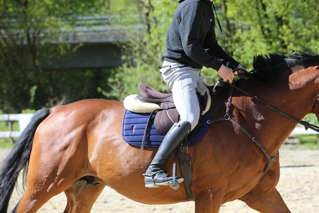DL2Q3122 | Willkommen bei Brunnmayr - Design & Fotografie – Ihrem Spezialisten für Reitturniere und Pferdeveranstaltungen in Oberösterreich, Salzburg und Bayern! Seit über 17 Jahren sind wir leidenschaftlich dabei.