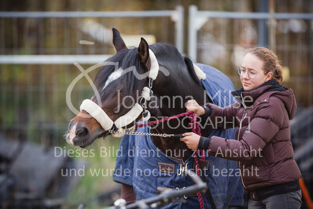 221127_Winterfestival_Impressionen-302 | Deine schönsten Turniermomente als professionelle Fotos! Entdecke hochwertige Pferdesport-Fotografie im Online-Shop. Jetzt Fotos finden & bestellen!