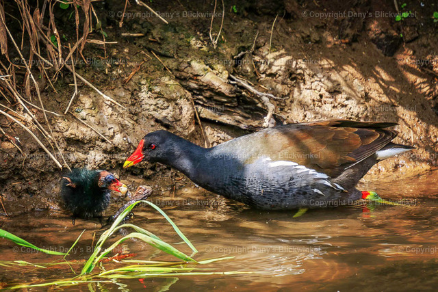 2022192 | Tierfotografie, Tierkalender, Tierbilder, Insekten, Spinnen, Vögel, Schmetterling, Libellen, Leinwand, Colorkey, Qualität, Geschenkartikel, Geschenk - Realisiert mit Pictrs.com