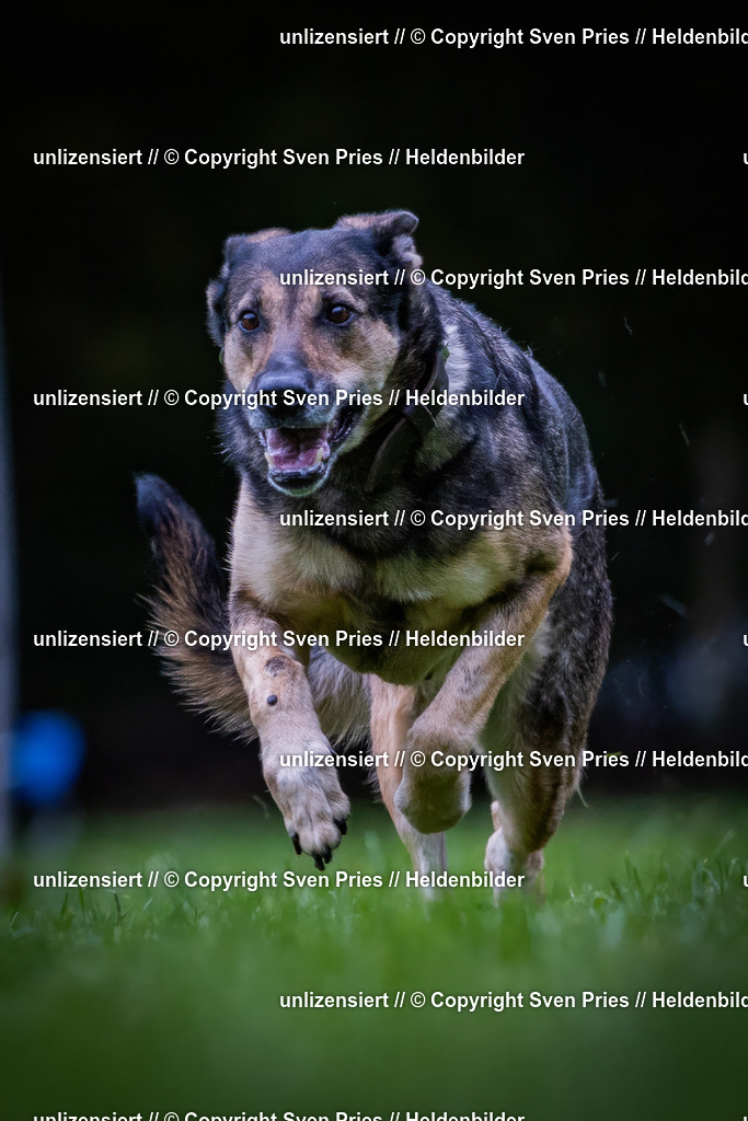 Sven Pries | 2024-10-19 - Hunderennen Ober-Grombach - Realisiert mit Pictrs.com