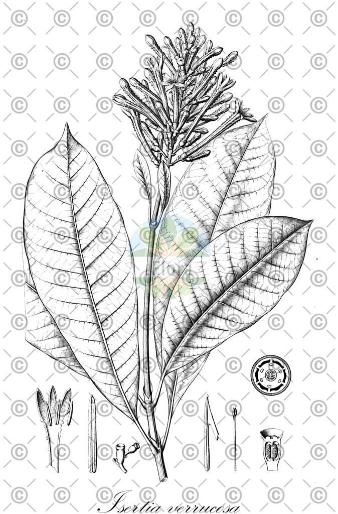 HistAbb_wfo-0000672956_1_ENZY_Simple | Historische Abbildung von Isertia verrucosa - Rubiaceae | Historical Illustration of Isertia verrucosa - Rubiaceae