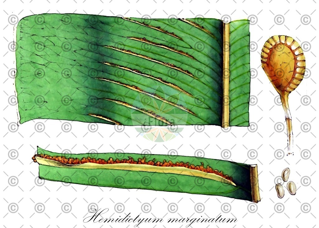 HistAbb_wfo-0001218385_1_ENZY_Simple | Historische Abbildung von Hemidictyum marginatum - Hemidictyaceae | Historical Illustration of Hemidictyum marginatum - Hemidictyaceae
