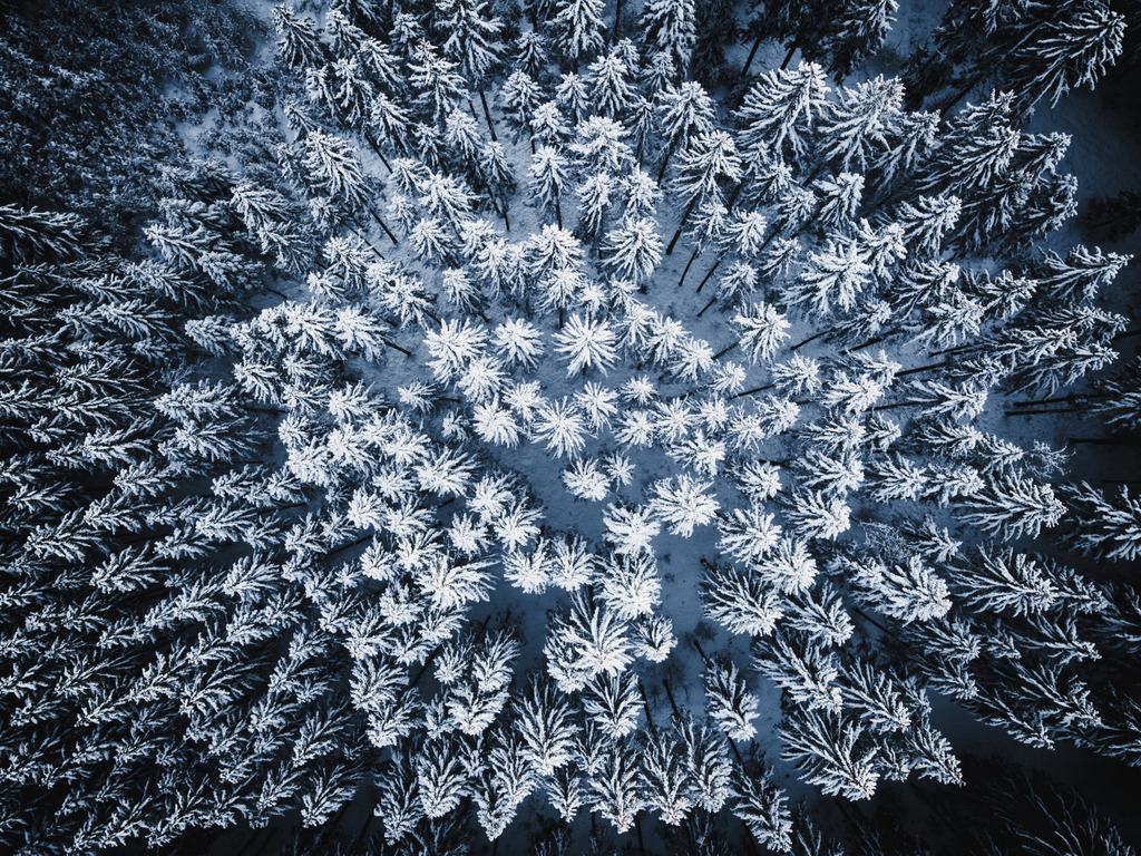 Winterwald | Heiko Oßwald - Realisiert mit Pictrs.com