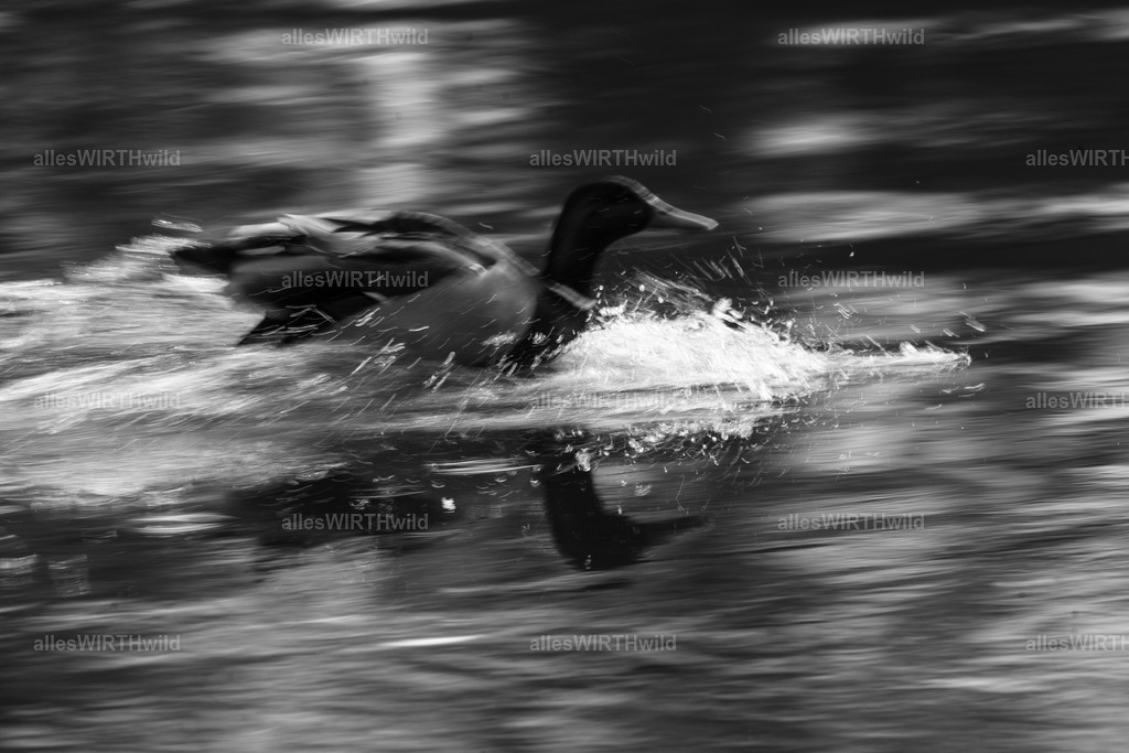 Daniel Wirth - www.allesWIRTHwild.de -7IV07278 | Entdecke die faszinierende Welt der Natur- und Wildlife-Fotografie von Daniel und Bärbel. Inspirierende Bilder von wilden Tieren und kleinen Naturwundern.