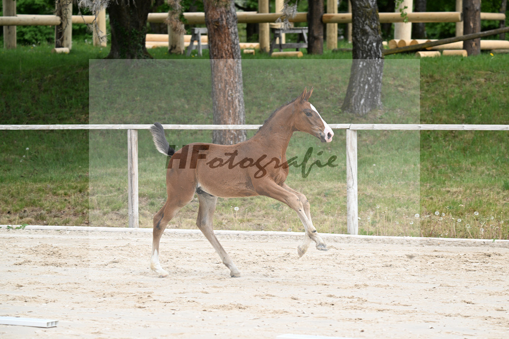 Kat-Nr. 5 HF Aganix du Seigneur x Dominator Z_Daurer_24260067 | hf-fotografie - Realizzato con Pictrs.com