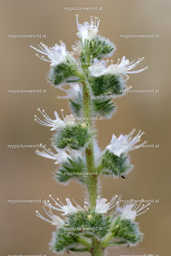 Italienischer Natternkopf-002 | Das Bilderarchiv über Tiere, Planzen und Landschaften. In der Bilddatenbank finden Sie ein große Auswahl an hochwertigen Bilder für Ihre Werbung - Realisiert mit Pictrs.com