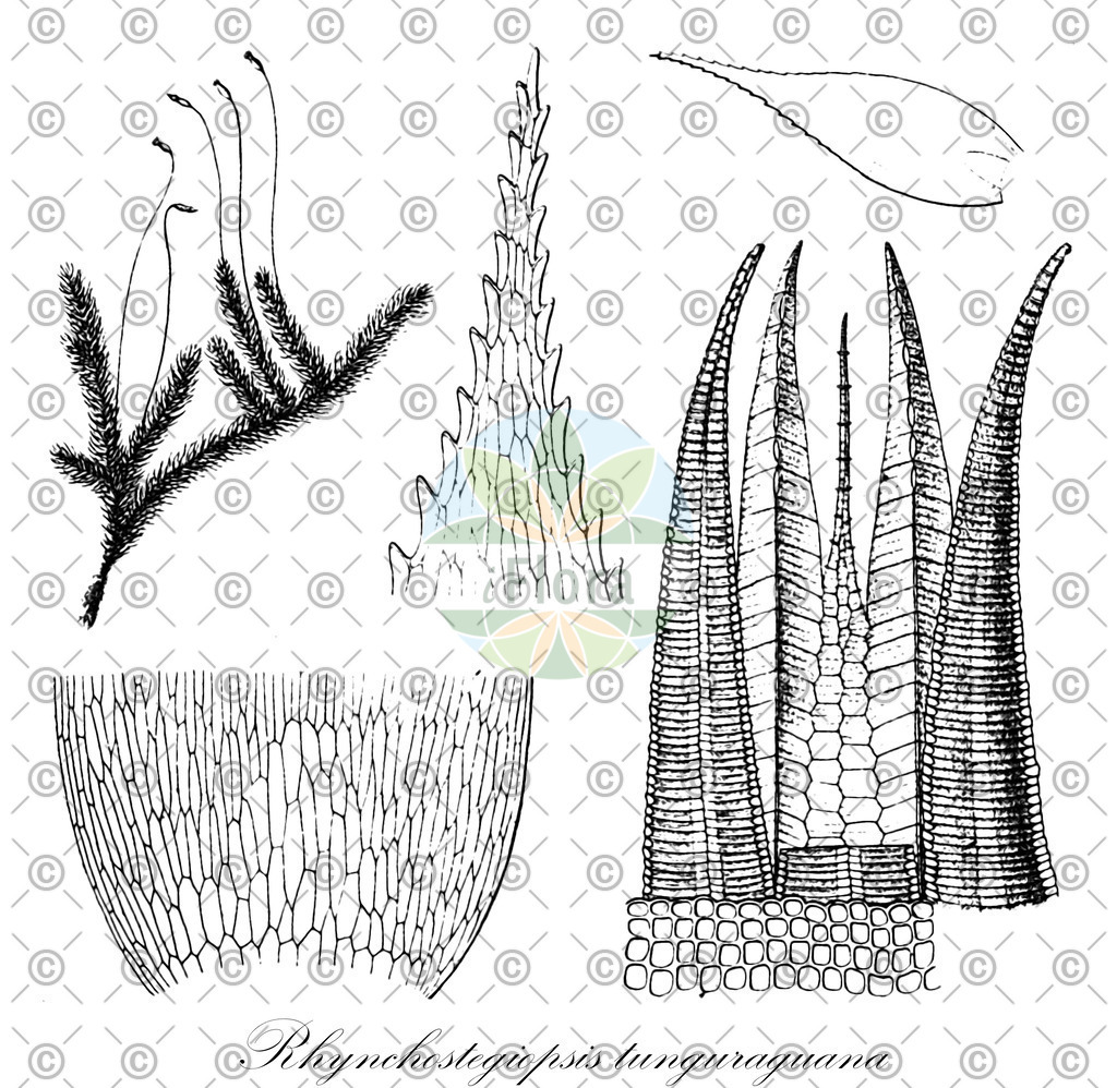 HistAbb_wfo-0001174781_1_ENZY_Simple | Historische Abbildung von Rhynchostegiopsis tunguraguana - Leucomiaceae | Historical Illustration of Rhynchostegiopsis tunguraguana - Leucomiaceae