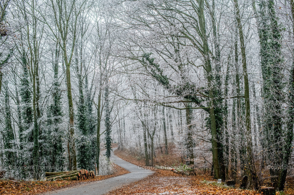 Winter-Schloss-Auerbach-Thomas_Neu_Fotografie-45 | Winterzauber auf Schloss Auerbach: Die historische Burgruine hoch über der Bergstraße zeigt sich im Schnee von ihrer beeindruckendsten Seite. Der Blick über die Rheinebene, der mächtige Wehrturm und die markante Schwarzkiefer machen das Schloss zu einem der schönsten Wintermotive im Odenwald. Entdecken Sie die faszinierende Kombination aus Geschichte, Natur und einzigartiger Winteratmosphäre., Bild: Thomas Neu