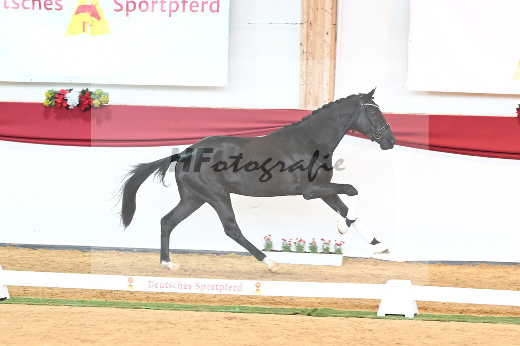 Kat-Nr. 45 Raven x Everdale_Rakelbusch_43230786 | hf-fotografie - Realisiert mit Pictrs.com