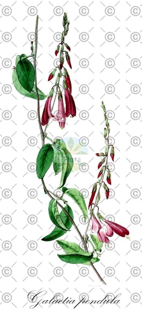 HistAbb_wfo-0000967726_1_ENZY_Simple | Historische Abbildung von Galactia pendula - Fabaceae | Historical Illustration of Galactia pendula - Fabaceae