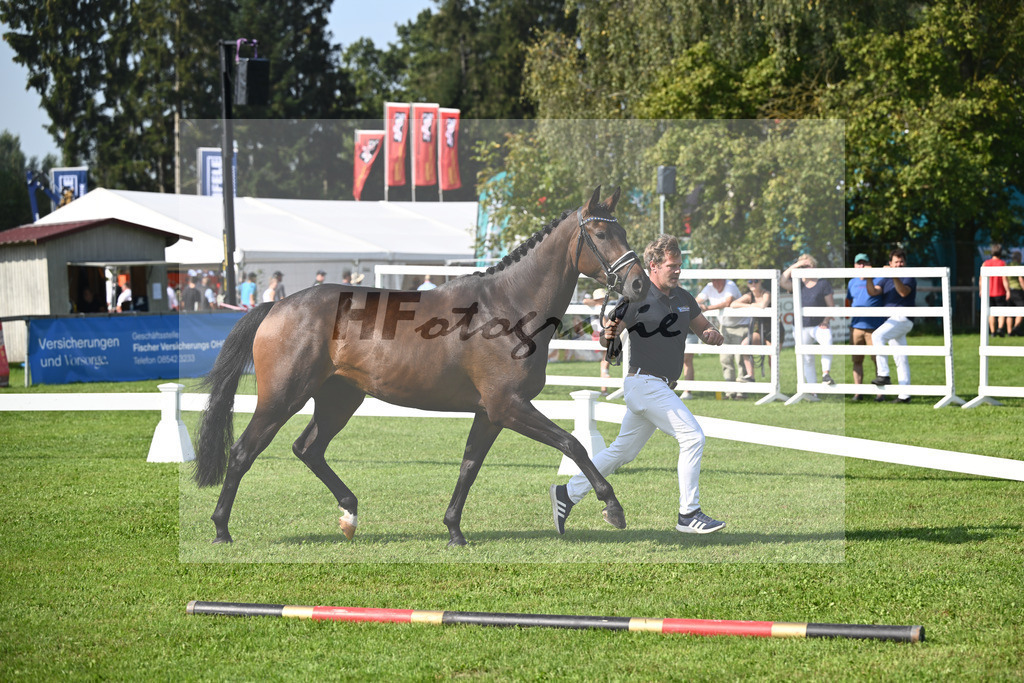 Kat-Nr. 8 Donaus Zupermaus_Pollich_34240233 | hf-fotografie - Realisiert mit Pictrs.com