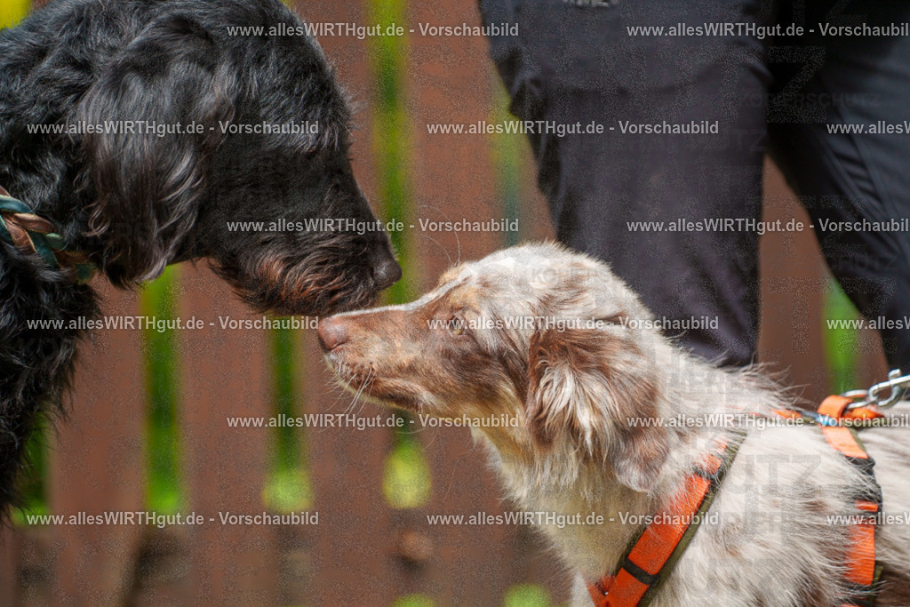 @allesWIRTHgut_Tierfotografie - www.allesWIRTHgut.de - 113939-7R508466 | Professionelle Tierfotografie in Mönchengladbach von Daniel Wirth (allesWIRTHgut). Liebevolle & natürliche Bilder von Hunden & Katzen für unvergessliche Erinnerungen.