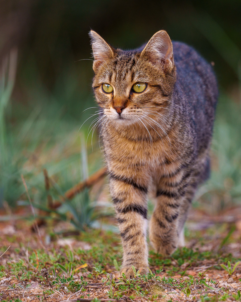 allesWIRTHgut Tierfotografie - 7IV09343 | Professionelle Tierfotografie in Mönchengladbach von Daniel Wirth (allesWIRTHgut). Liebevolle & natürliche Bilder von Hunden & Katzen für unvergessliche Erinnerungen.