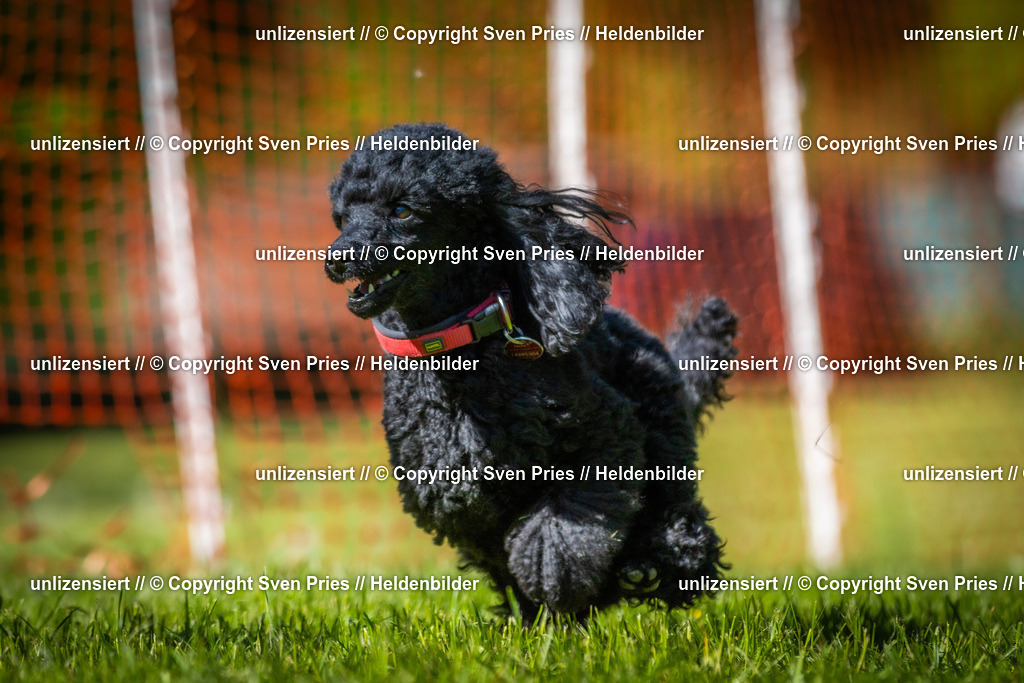 Hunderennen_April_2026_901 | 2026-04-26 - Hunderennen Baden-Oos April 2026 - Realisiert mit Pictrs.com