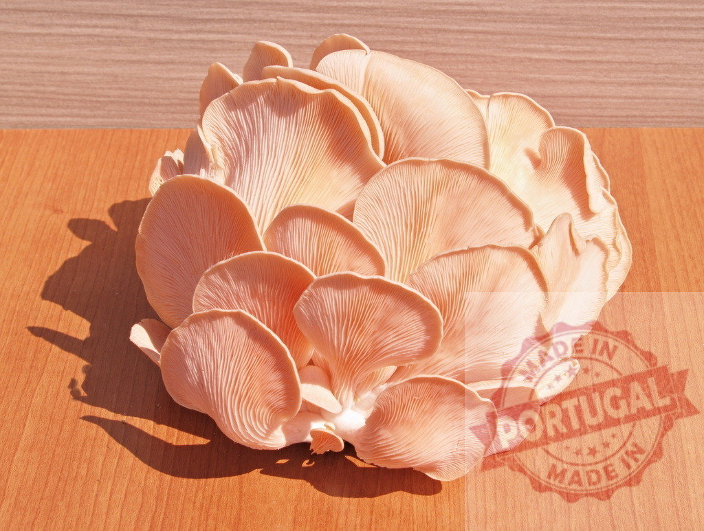 Pink oyster mushrooms cluster Pleurotus djamor gourmet ingredient | Pink oyster mushrooms cluster growing on a wooden surface with natural light - Realized with Pictrs.com