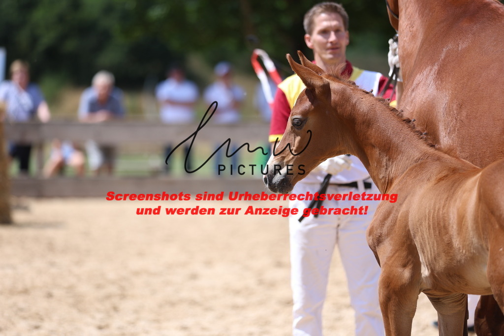 Fohlenschau_Schwäbisch_Hall_springbetonte_Fohlen_KN 28_8 | lmwpictures - Realisiert mit Pictrs.com