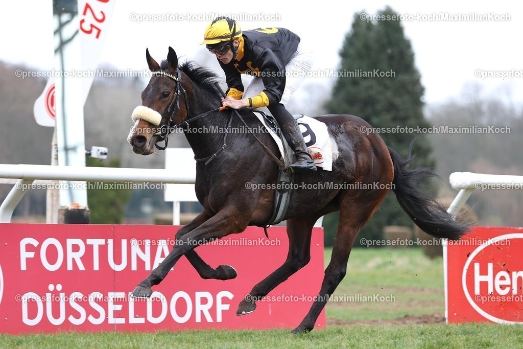 Due22032501004 | Vamos A Marte siegt unter Leon Wolff am 23.03.2025 Renntag in Düsseldorf. Copyright by Marc Ruehl - Veroeffentlichung nur gegen Honorar (zzgl.MwSt), Namensnennung und Beleg, Bank Routing Number: BIC GENODED1PAF, Bank Account Number: IBAN DE04 3706 2600 1201 6180 17, Steuer-Nr.: 203/5266/0306, Ust_Id_Nr.: De 122081417, Zur Gaulshuette 29, 50181 Bedburg, Phone: +49-(0)2272-83351, www.marcruehl.com, info@marcruehl.com, No Model Release, Abtretung von Persoenlichkeitsrechten der abgebildeten Person/Personen liegen nicht vor. Speichern in Bilddatenbanken oder Vervielfaeltigung ist ohne schriftliche Genehmigung nicht gestattet.