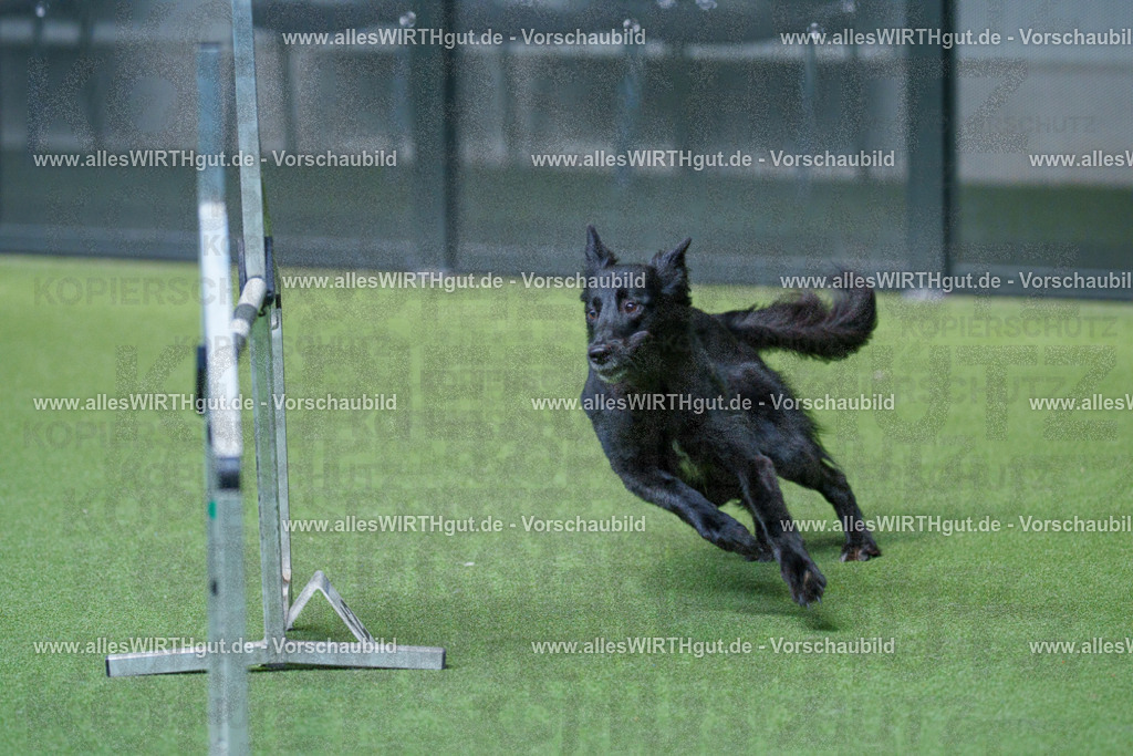 @allesWIRTHgut_Tierfotografie - www.allesWIRTHgut.de - 2604261530-7R505801 | Professionelle Tierfotografie in Mönchengladbach von Daniel Wirth (allesWIRTHgut). Liebevolle & natürliche Bilder von Hunden & Katzen für unvergessliche Erinnerungen.
