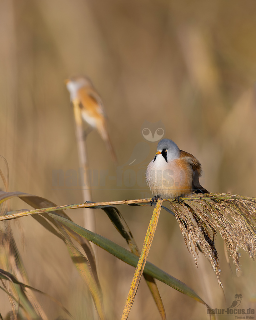 R5NF5478-20231003 | Die Bartmeise ist eine Vogelart und wird heute meist als einzige Art der damit monotypischen Familie Panuridae betrachtet. Sie ist ein meisenartiger, langschwänziger Bewohner großer Schilfflächen. - Realisiert mit Pictrs.com
