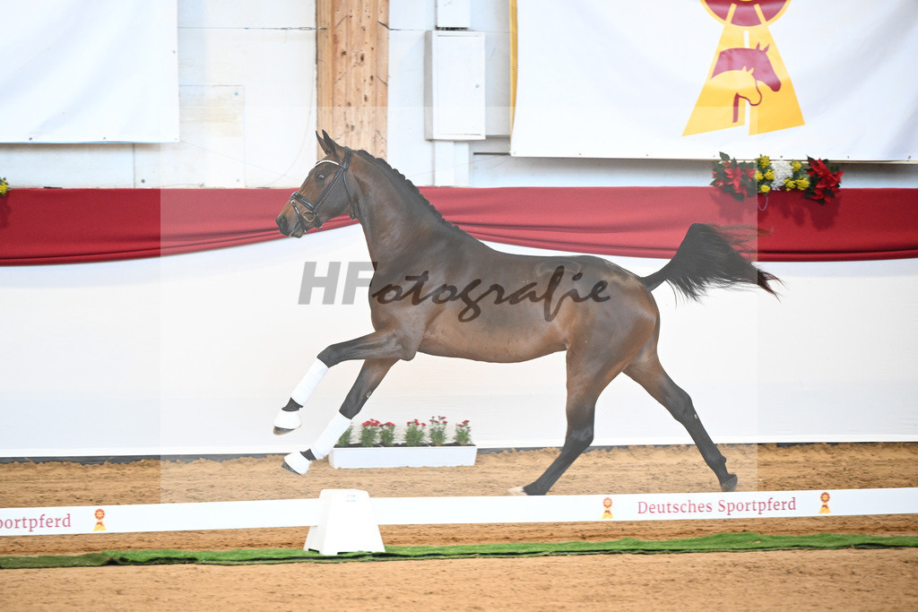 Kat-Nr. 6 Bon Joker x Fuerst Fohlenhof_Koch_43230164 | hf-fotografie - Realisiert mit Pictrs.com