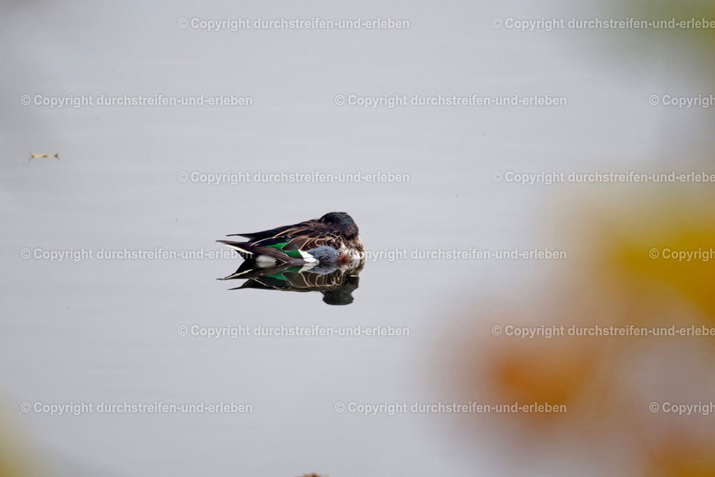 Löffelente in Ruheposition | Eine männliche Löffelente (Spatula clypeata) ruht auf dem Wasser eines Teiches in den Rieselfeldern in Münster. A male shoveler rests on the water of a pond in the Rieselfelder in Münster.  - Realisiert mit Pictrs.com
