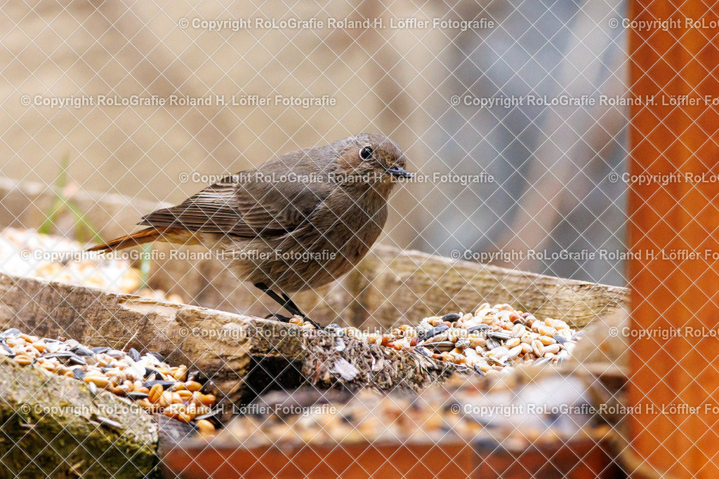 Wildvögel_05 | Singvogel in freier Natur im Garten - Realisiert mit Pictrs.com