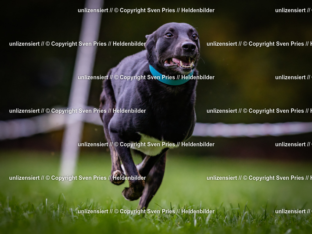 Sven Pries | 2024-10-19 - Hunderennen Ober-Grombach - Realisiert mit Pictrs.com