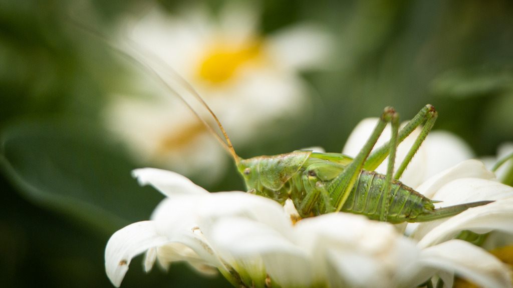 20210626_113539 | kaefersammler_roy - Realisiert mit Pictrs.com