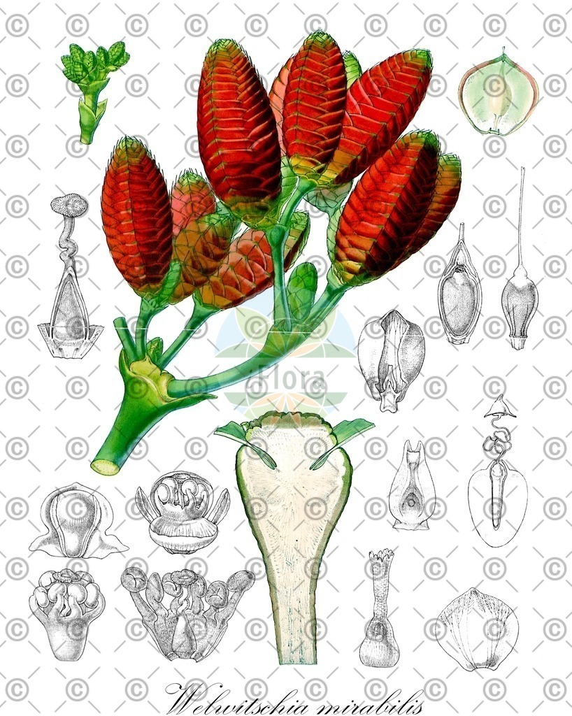 HistAbb_wfo-0001078069_1_ENZY_Simple | Historische Abbildung von Welwitschia mirabilis - Welwitschiaceae | Historical Illustration of Welwitschia mirabilis - Welwitschiaceae
