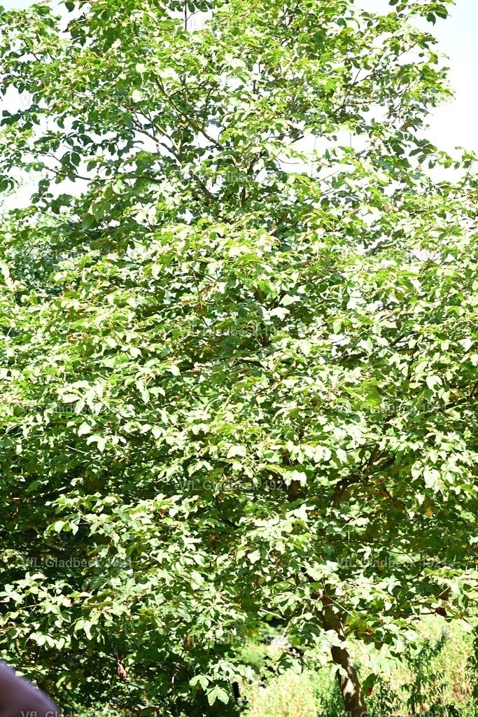 2026-08-23_Sparkassenlauf_HM_RM_001300 | Die Fotografen - Realisiert mit Pictrs.com