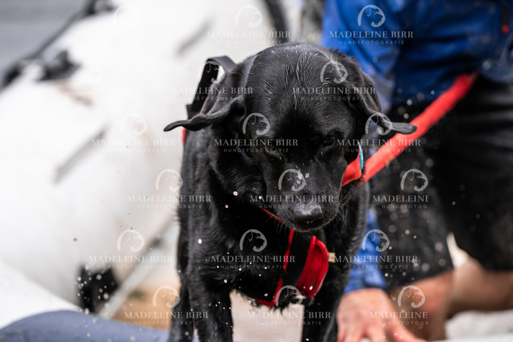 madeleinebirr-fotografie2025.campcanis.11-12Uhr-69 | hundefotografie-birr