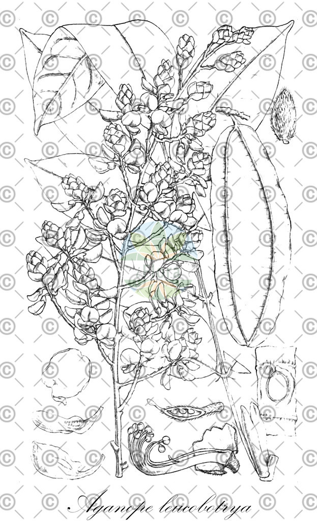HistAbb_wfo-0000198522_1_ENZY_Simple | Historische Abbildung von Aganope leucobotrya - Fabaceae | Historical Illustration of Aganope leucobotrya - Fabaceae