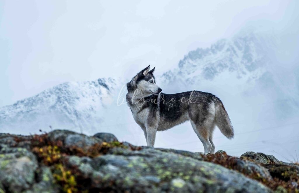 unbenannt-1 | Sportbilder, Sportfotograf, Hochzeits- und Eventfotografin, Flugshows, Portraits und Tiershooting, Aviation, Downhill, Nationalleague, Swissleague, International