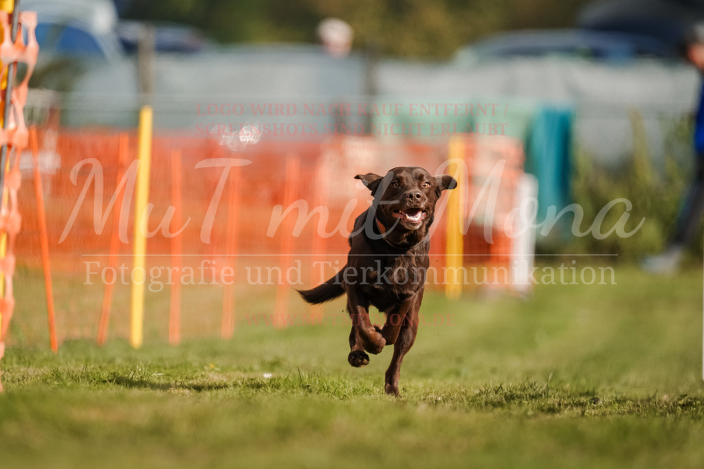 20250928_Hunderennen-197 | MuT (Mensch und Tier) mit Mona - Fotografie und Tierkommunikation - Realisiert mit Pictrs.com