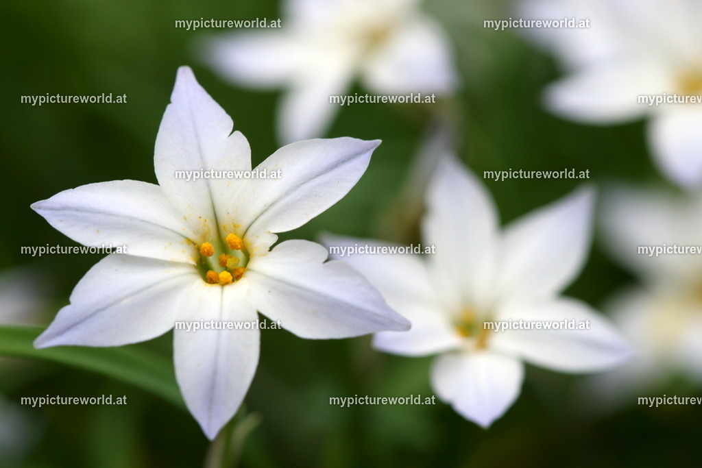 Einblütiger Frühlingsstern -001 | Das Bilderarchiv über Tiere, Planzen und Landschaften. In der Bilddatenbank finden Sie ein große Auswahl an hochwertigen Bilder für Ihre Werbung - Realisiert mit Pictrs.com