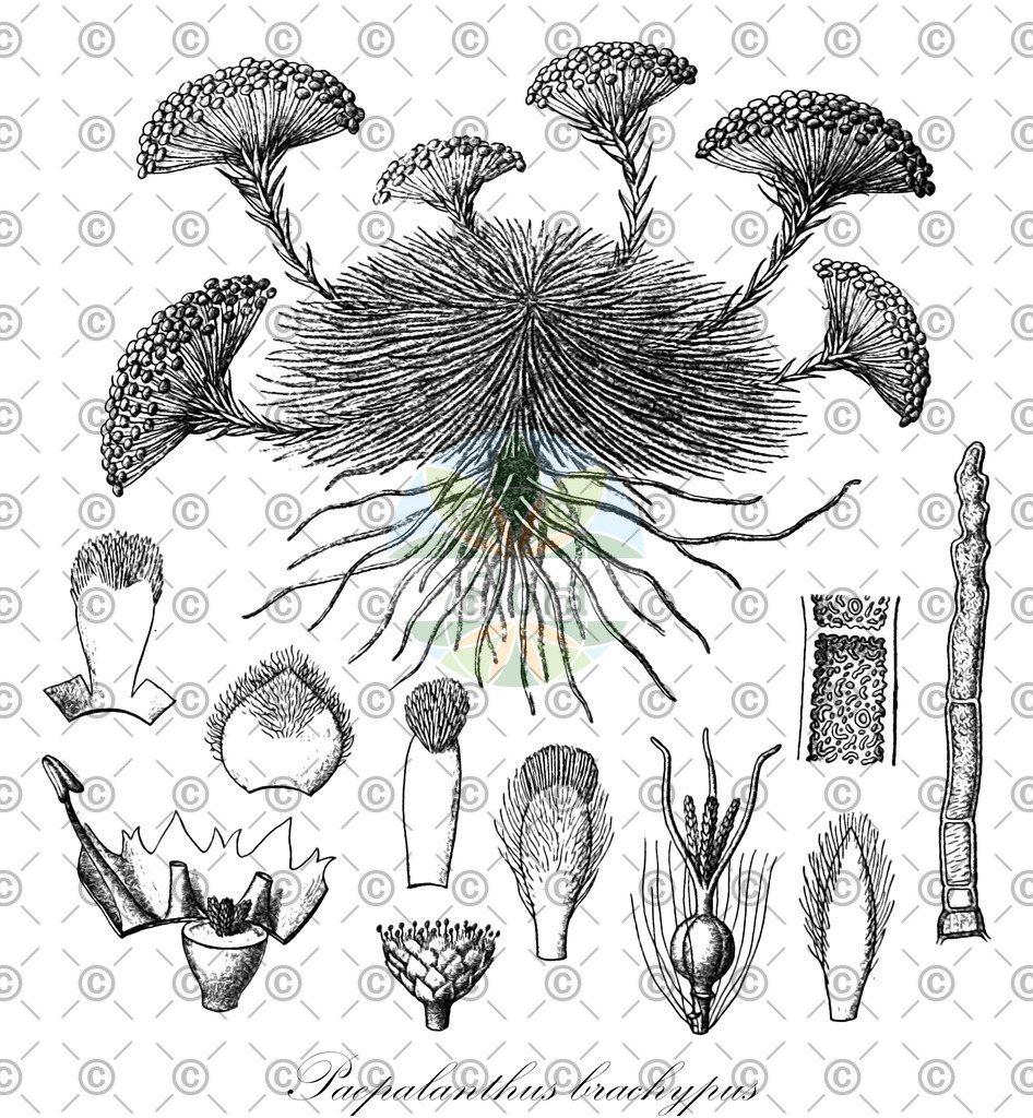 HistAbb_wfo-0001114248_1_ENZY_Simple | Historische Abbildung von Paepalanthus brachypus - Eriocaulaceae | Historical Illustration of Paepalanthus brachypus - Eriocaulaceae