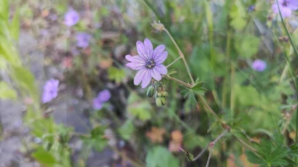 IMG_20210529_171340 | pfalznatur - Realisiert mit Pictrs.com