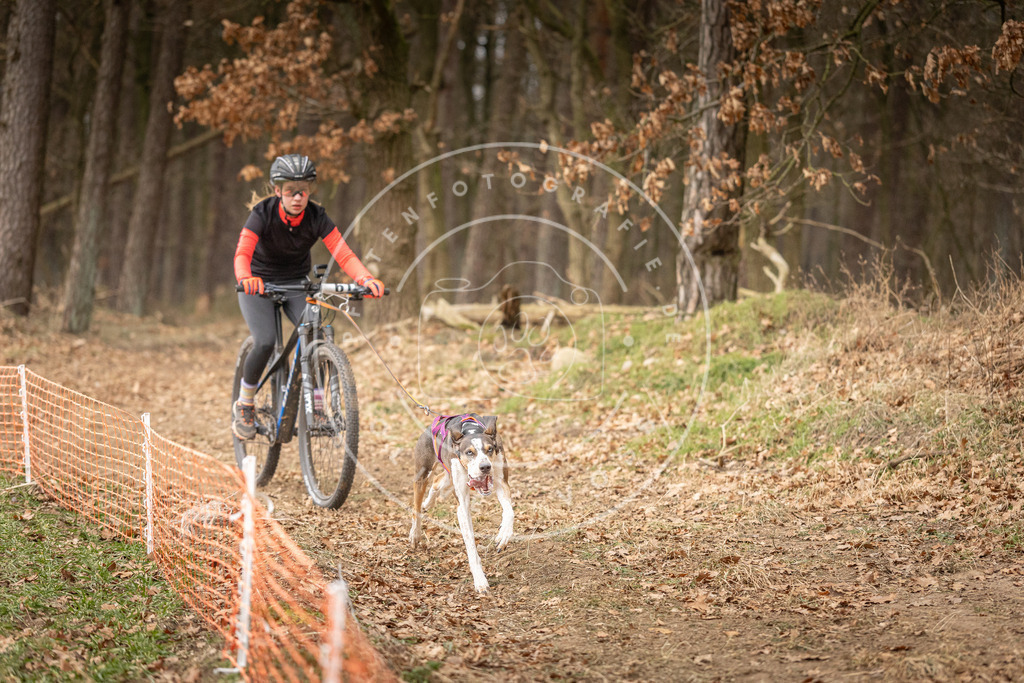 Pfotenfotografie_DV3A3125 | Hundefotografie, Tierfotograf, Pfotenfotografie, Fotoshooting Hund, Hunde Portrait, Hundesport, Hundeportraits, Heideshooting, Hunde, Sportfotograf, Hundefotograf, Turnierhundsport, THS,  - Realisiert mit Pictrs.com