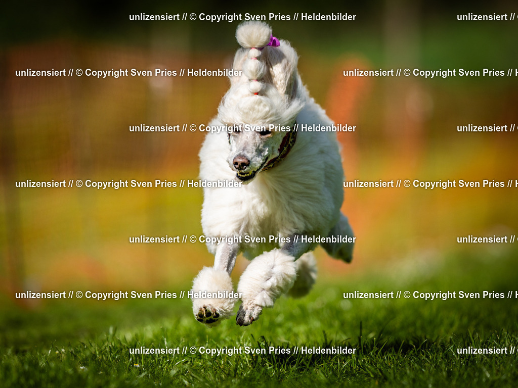 Sven Pries | 2025-04-13 - Hunderennen Baden-Baden - Realisiert mit Pictrs.com