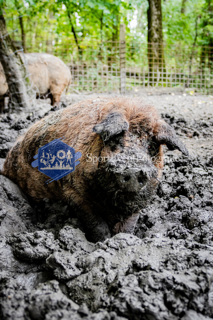 IMAG1496 | SportEventFotografie - Roman Stoiber