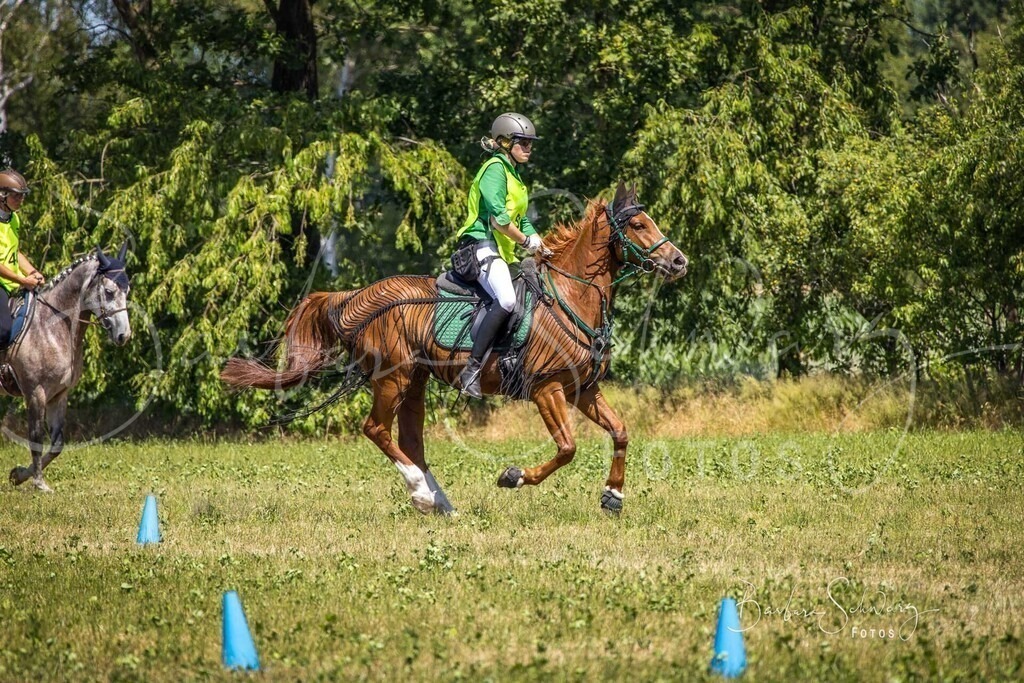 CJP_2026-06-26_17 | Stimmungsvolle Fotografie von Pferden, fotografische Begleitung von Veranstaltungen, Golfturnieren und Distanzritten - Realisiert mit Pictrs.com