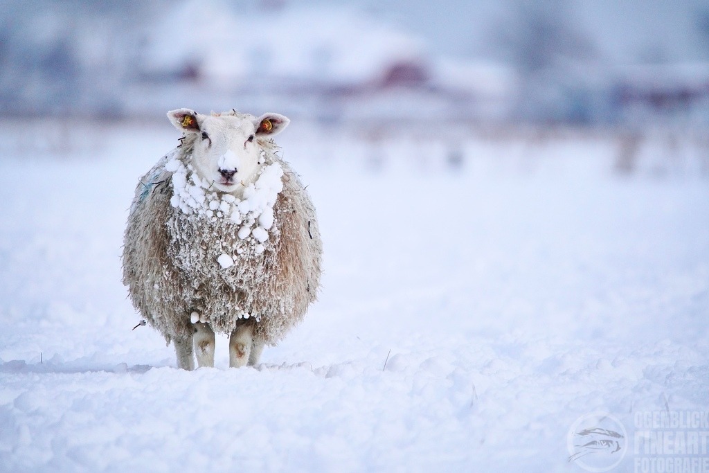 DSC08717 | Björn Thiemann; Ogenblick.de; Fotografie; Photograph; Landscape, Pellworm, Schleswig-Holstein; Inselfotograf; Inselfotografien; Wattenmeer; National-Park; Naturschutzgebiet; Leuchtturm; Lighthouse; Leinwandbilder; Kalender; Pellworm Kalender;  - Realisiert mit Pictrs.com