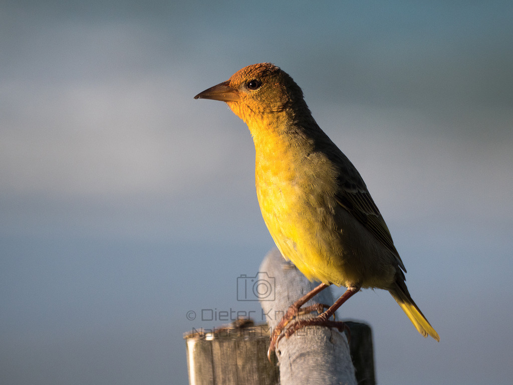 PANA3489-Bearbeitet-2017-LR | Natur im Moment - Realisiert mit Pictrs.com