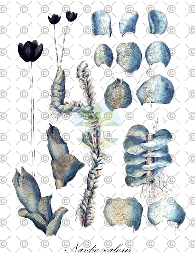 HistAbb_wfo-0000381007_1_ENZY_Simple | Historische Abbildung von Nardia scalaris - Gymnomitriaceae | Historical Illustration of Nardia scalaris - Gymnomitriaceae