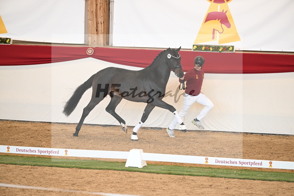 Kat.-Nr. 74 v. Quaterback_Mieleszko-Vekens_2250647 | hf-fotografie - Realisiert mit Pictrs.com