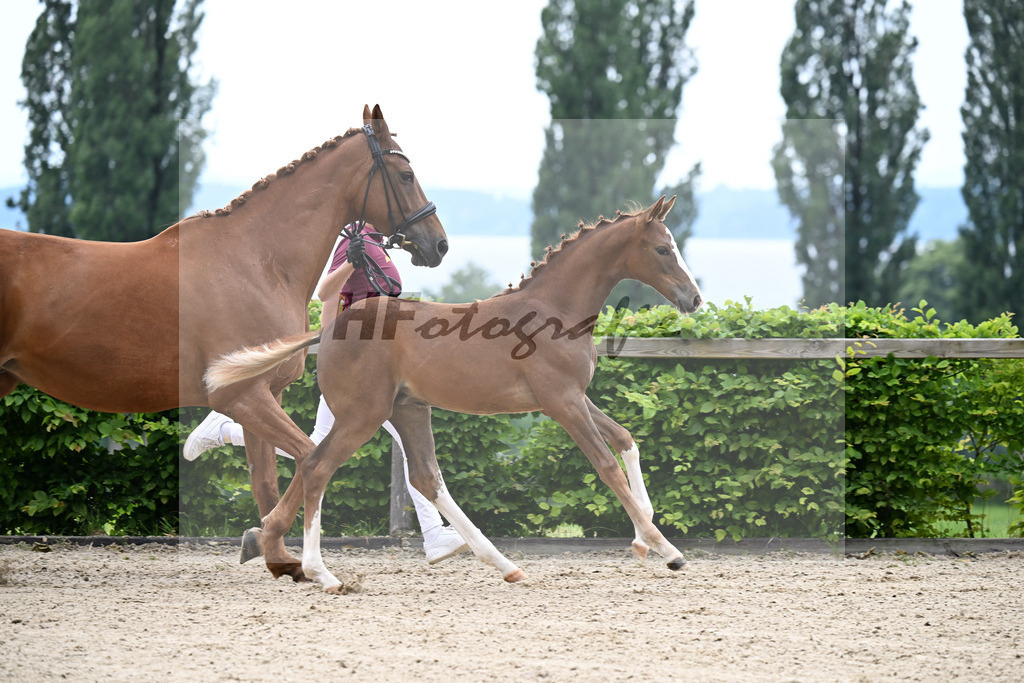 Kat-Nr. 3 Bastiano x Danone I_SF_Moser u Schuhmann_14250070 | hf-fotografie - Realisiert mit Pictrs.com