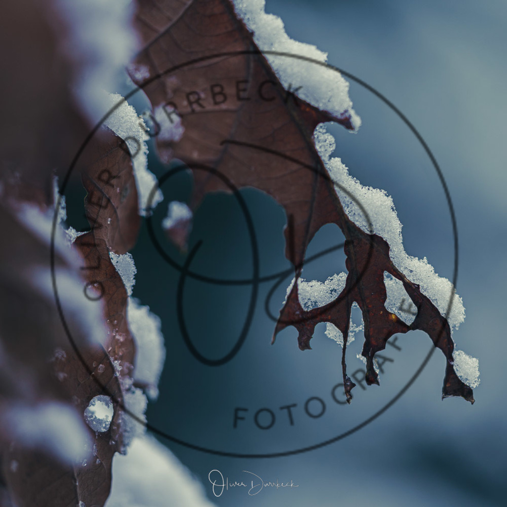 natur-pflanzen-24 | Shop für Kindergartenfotografie und andere Fotoprodukte von Oliver Dürrbeck Fotografie. - Realisiert mit Pictrs.com